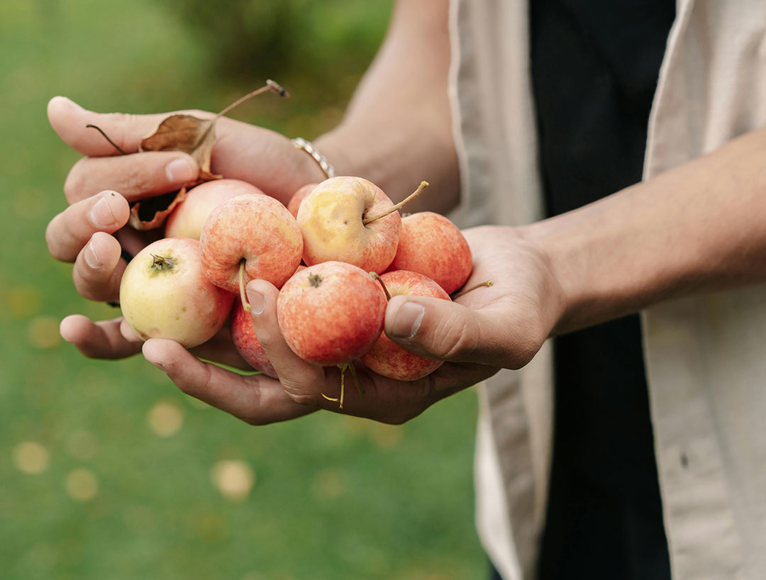 Geplukte appels voor ciders