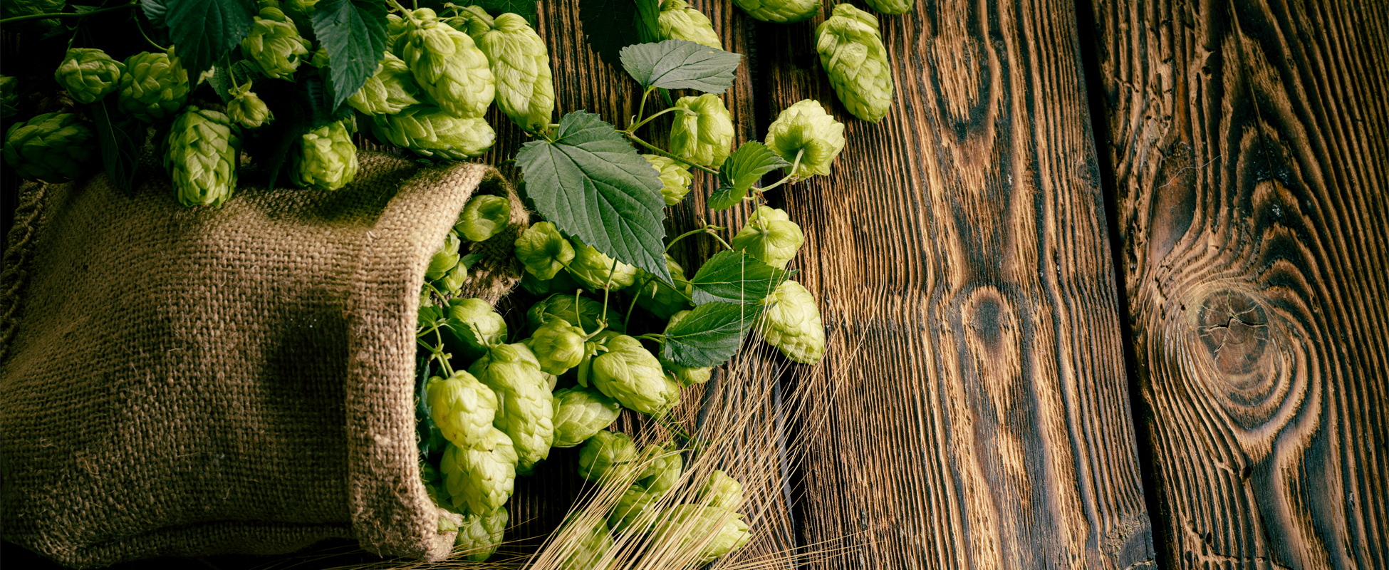 Wat is dry hopping? | Burg Bieren