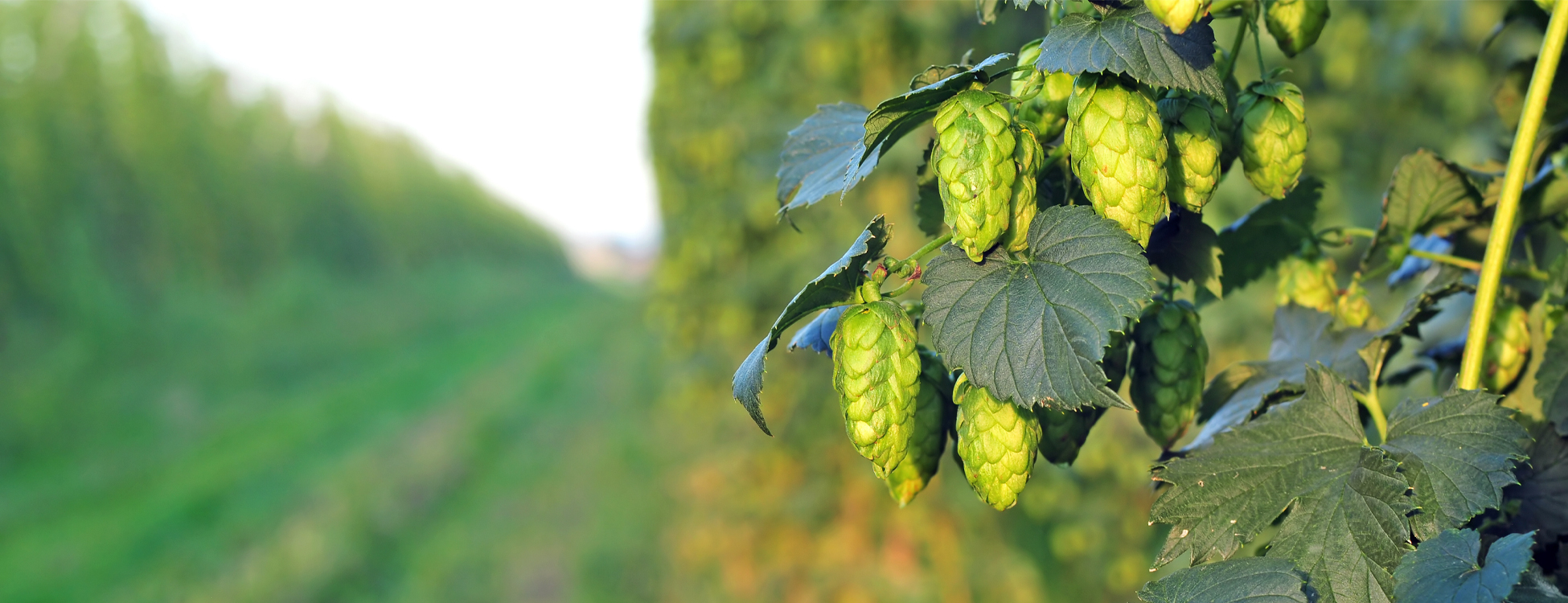 Lentebier: het frisse begin van een nieuw bierseizoen | Burg Bieren