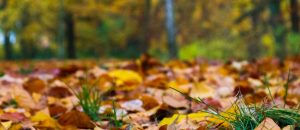 Herfst bos