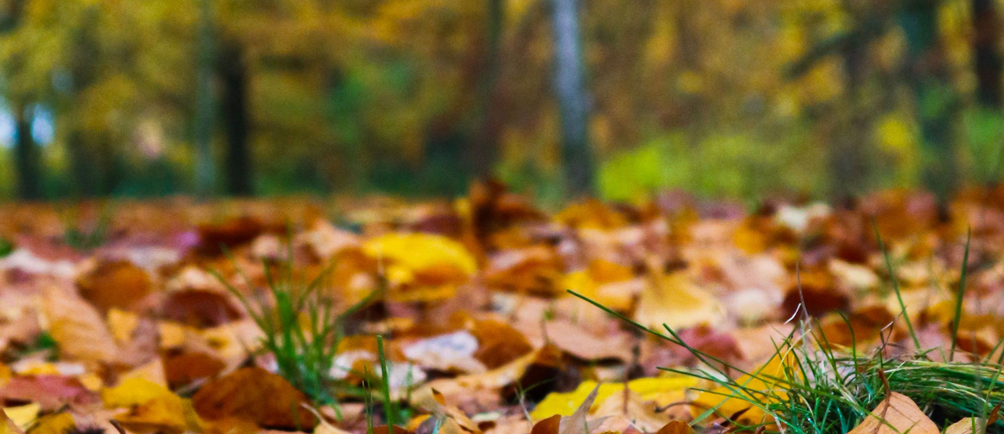 Herfst bos